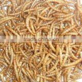 Dried Yellow Mealworm, Rich Nutrition Fish& Bird Food Mealworm thumbnail-1