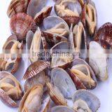 SANDS OUT CLAM MEAT FROM TAIHUA CHINA thumbnail-2