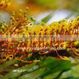 Grevillea Robusta Tropical Trees thumbnail-2