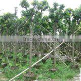 Cassia Surattensis ( Cassia Glauca ) Tropical Tree for Landscaping