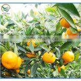 China Orange Fresh thumbnail-1
