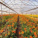Agricultural Multi-span Hot Galvanized Steel Greenhouse Frame for Tomato thumbnail-2