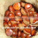 Supply Chinese Fresh Chestnut thumbnail-1