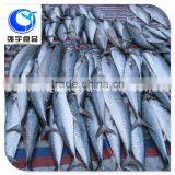Frozen Mackerel Scomber Scombrus, Spanish Mackerel