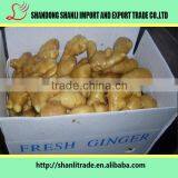 New Crop Chinese Ginger From Professional Factory thumbnail-5