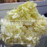 Flower Wedding Wholesale Preserved Flower Pink Hydrangea Macrophylla In Gift Box thumbnail-6