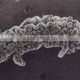 China Antiflame Expandable Graphite on Hot Sale