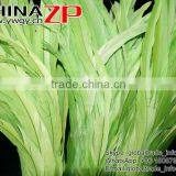Leading Supplier CHINAZP Bulk Sale 35-40cm Length Cheap Colored Green Fully Dyed Rooster Chicken Feathers thumbnail-4