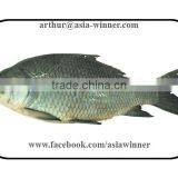 Katla Whole (Catla Catla) thumbnail-1