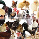 Agricultural Equipment Poultry Scalding Machine Chicken Scalder MJ-70L Used in Slaughtering Houses thumbnail-2