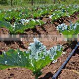 Drip Irrigation Pipe, Drip Inline Pipe, PE Irrigation Pipe thumbnail-3