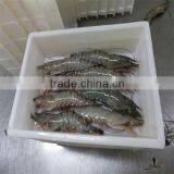 Frozen Shrimp and Ocean Seafood thumbnail-1