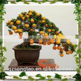 Grotesque or Fantastic in Shape or Appearance , Artificial Pot Manufacturing Plants for Wholesale thumbnail-4