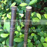 Black Tonkin Bamboo Cane/pole thumbnail-2