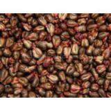 Natural Organic Grape Seed Extract Manufacturer in Bulk Stock, Welcome Inquiries