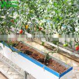 Chinese Aubergine Hydroponics Growing Systems In Greenhouse thumbnail-3