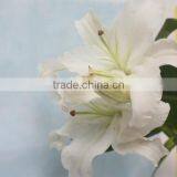 Fresh Cut Flowers Different Color Oriental Hybrid Fresh Cut Lilies thumbnail-6