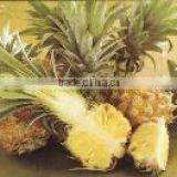 Organic Fresh Pineapples Nang Lae Variety thumbnail-1