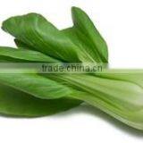Organic Fresh Chinese Cabbage Pack Choi thumbnail-1