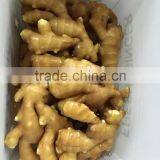 China New Fresh Ginger thumbnail-1