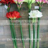 Five Central Artificial Belladonna Lily Flower thumbnail-1
