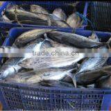 Frozen Skijack Tuna Bonito Tuna thumbnail-1
