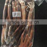Illex Argentinus Squid Frozen Seafood thumbnail-2