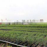 Superior Chinese Bonsai Nursery Co., Ltd. Foshan company overview - view 1 thumbnail
