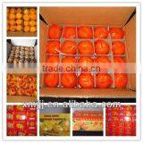 Yongchun Mandarin,Clementine Orange thumbnail-4