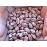 Sell Light Speckled Kidney Beans thumbnail-1