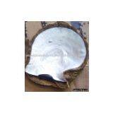 Mother of Pearl Natures Big Size thumbnail-1