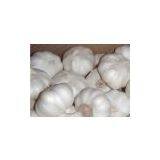 5cm Garlic thumbnail-3