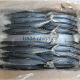 Bestquaility Frozen Fish (frozen Spanish Mackerel )big From Shidao thumbnail-3