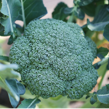 450pcs Wholesale f1 Hybrid Green Broccoli Seeds Broccoli Romanesco Seeds for Farm thumbnail-2