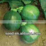 MINI SQUASH Early Maturity Round Shape Squash Seeds