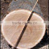 Red Oak Veneer Logs thumbnail-1