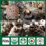 Shiitake Mushroom Compost,Cancer Cure Mushroom,Frozen Shiitake thumbnail-4