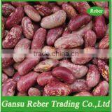 Light Purple Speckled Kidney Beans