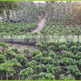 S Shaped Ficus Ginseng Microcarpa Bonsai Tree Banyan Ficus Indoor Ornamental Decorative Plants Nursery thumbnail-3