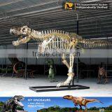 MY Dino-A12 Dinosaur Museum Exhibition Dinosaur Fossil