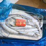 Good Quality of Frozen Ribbon Fish 120-300g thumbnail-6