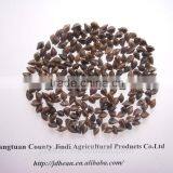 High Quality Buckwheat thumbnail-4