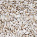 High quality sunflower kernels