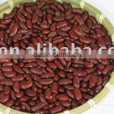 British Type Red Kidney Bean(655) thumbnail-1