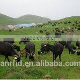 RFID Ear Tag for Animal Traceability thumbnail-2