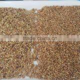 408 Channels High Capacity Wheat/barley Color Sorter Machine thumbnail-4