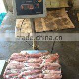 Sea Frozen Loligo Chinensis ,for Italy ,Greece et ,EU Market thumbnail-3