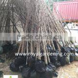 Ginkgo Biloba ( Deciduous Tree) for Cold Climate Landscaping Wholesale Export thumbnail-4