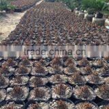 Cycas 8-10cm thumbnail-2