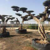Pompon Olive Tree - Olea Europaea Pom Pon Centenary thumbnail-5